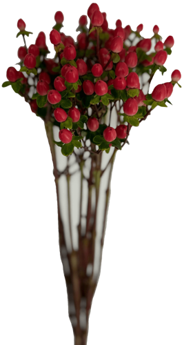 High quality Red Hypericum plant